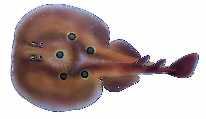 Torpedo torpedo_06.jpg